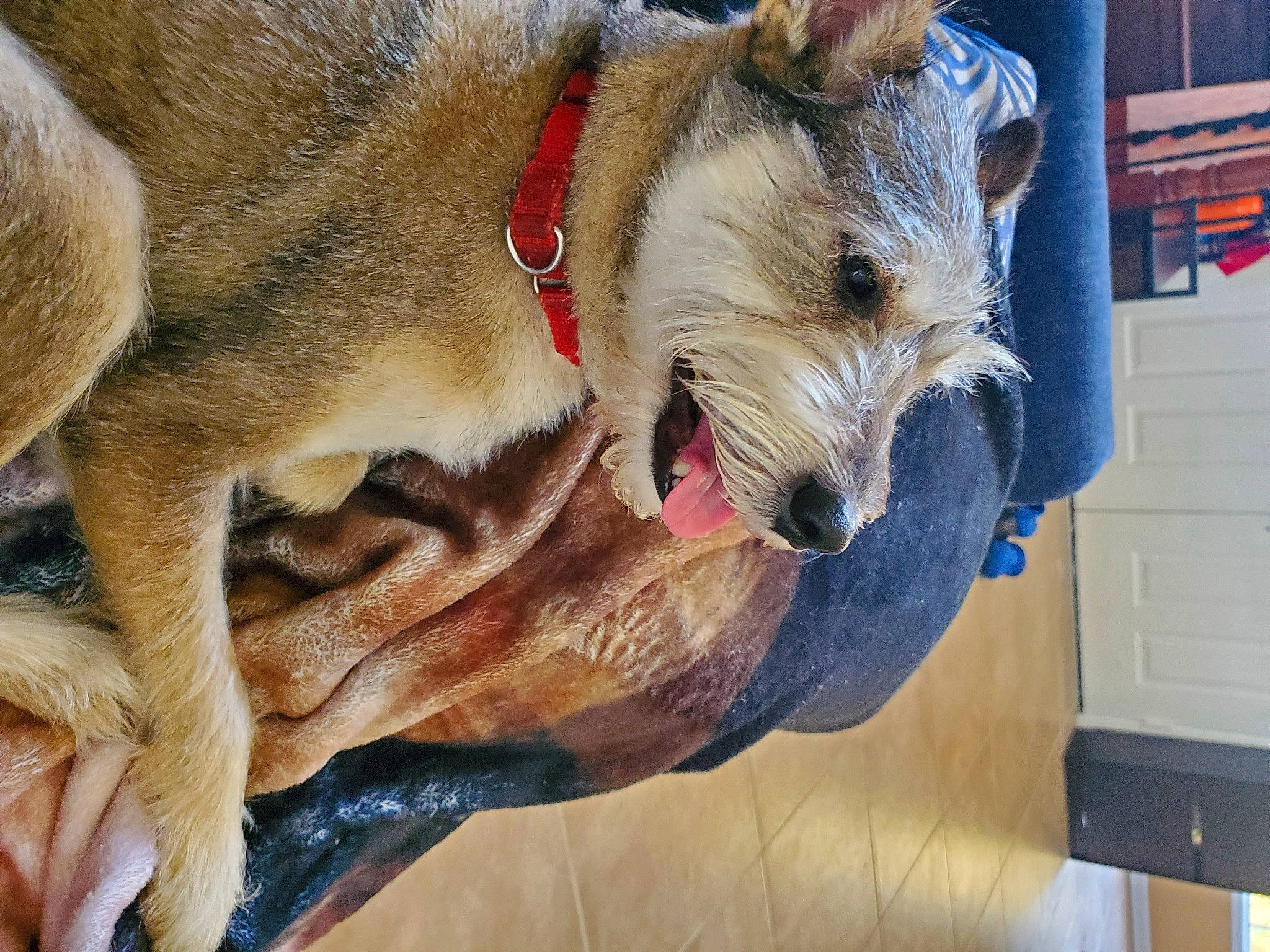 Alex is registered to the contest to win money with this photo: canidae, carnivore, collar, companion_dog, dog, dog_breed, dog_collar, dog_supply, fawn, fur, giant_dog_breed, pet_supply, schnauzer, small_terrier, snout, sporting_group, terrier, wood, working_animal