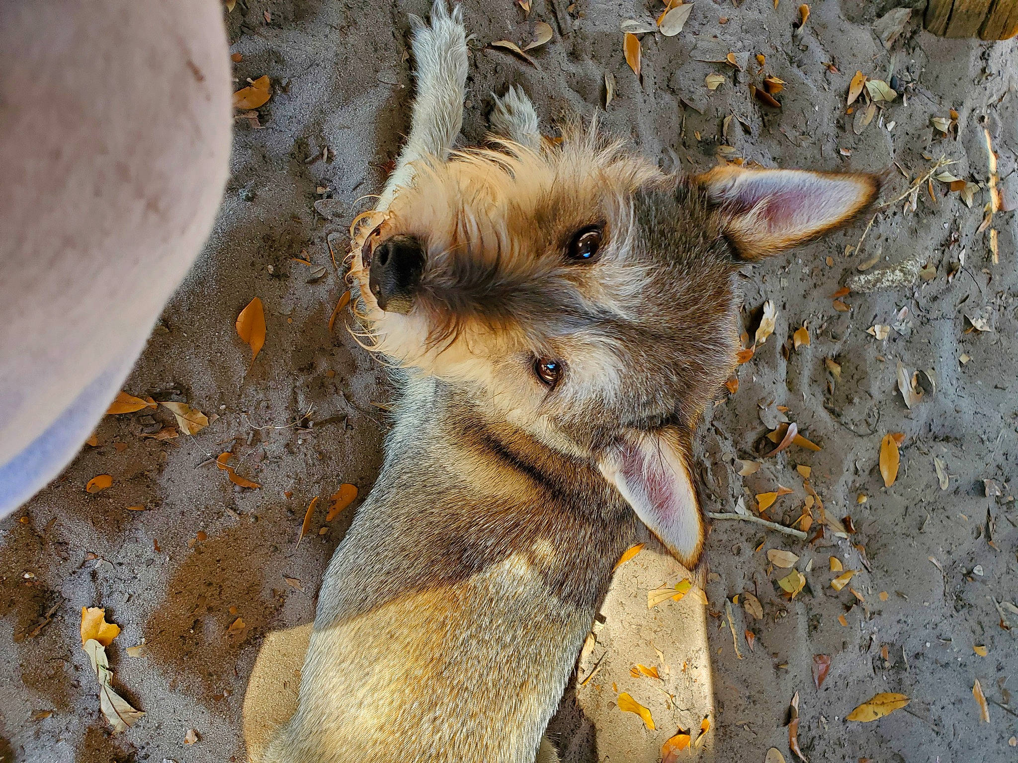 Alex is registered to the contest to win money with this photo: canidae, carnivore, eye, fawn, fur, landscape, paw, plant, rodent, sand, soil, terrestrial_animal, trunk, whiskers, wildlife, wood, wrinkle