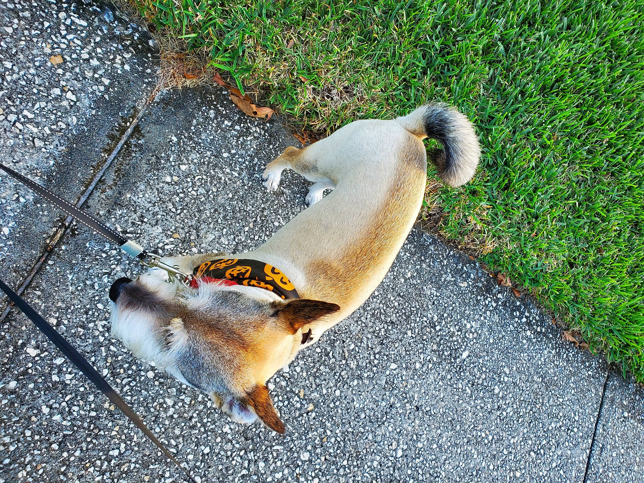 Alex is registered to the contest to win money with this photo: asphalt, beak, canidae, carnivore, claw, companion_dog, dog_breed, fawn, flooring, fur, grass, perching_bird, road_surface, shadow, sidewalk, soil, sporting_group, tail, terrestrial_animal, whiskers