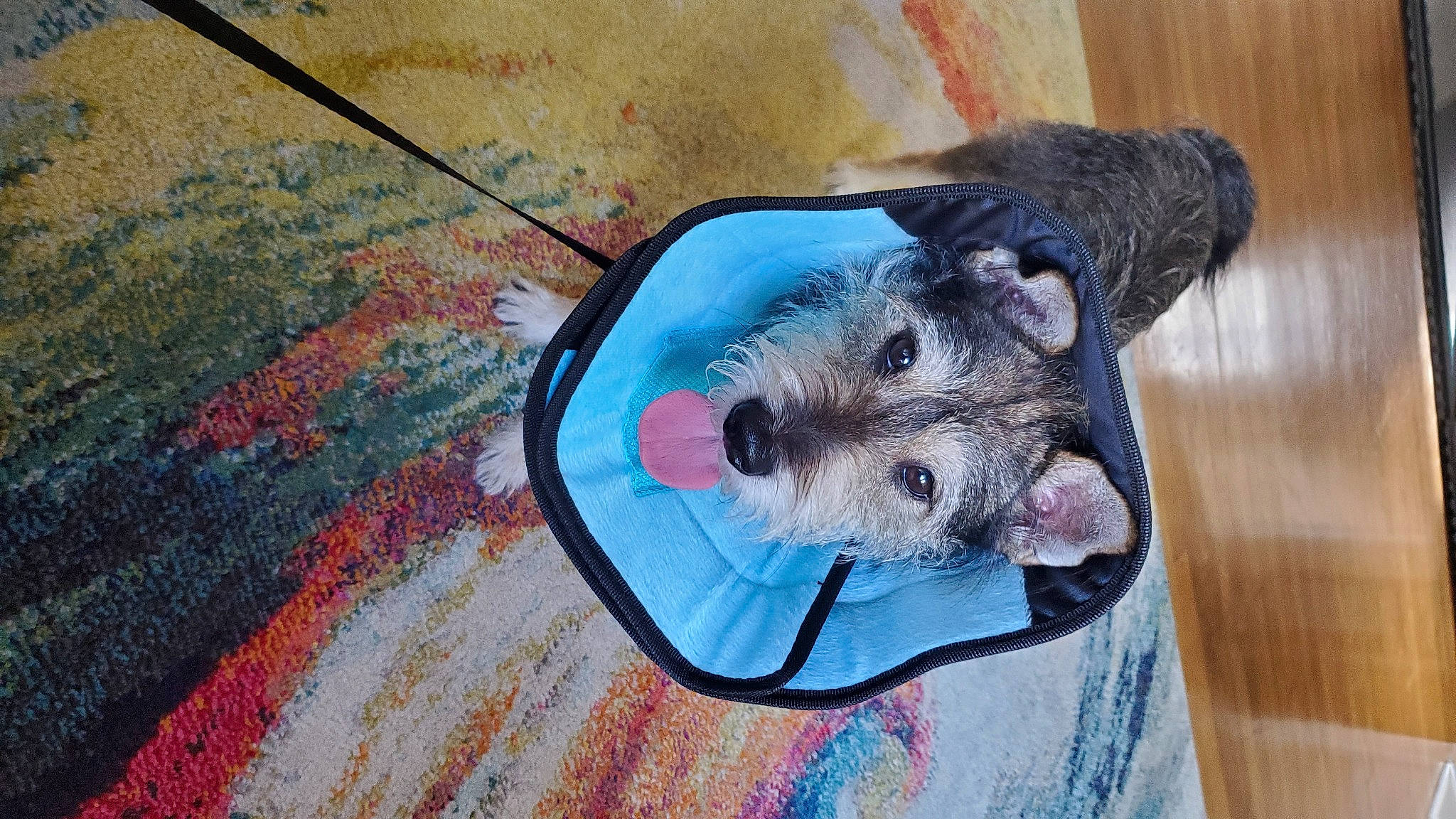 Alex is registered to the contest to win money with this photo: art, carnivore, claw, companion_dog, dog_breed, electric_blue, fawn, flooring, hardwood, paint, paw, pet_supply, rat, rodent, snout, tail, toy, whiskers, wood, working_animal