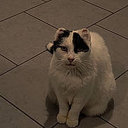 Blacky participe au concours pour gagner de l'argent avec cette photo : animal, black_markings, calm, cat, domestic_cat, ears, feline, floor_tiles, fur, indoor, looking_at_camera, paws, pet, pet_food_bowl, quiet, shadow, sitting, tiled_floor, whiskers, white_cat