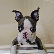 Bruno is registered to the contest to win money with this photo: puppy, dog, boston_terrier, bathtub, pet, curious, ears, white, black, pink_nose, indoor, animal, young, cute, looking, portrait, paw, bathroom, pet_care, small