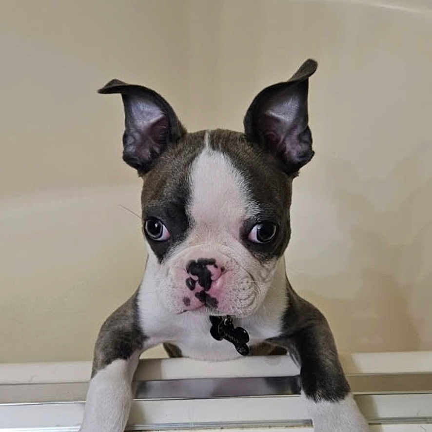 Bruno is registered to the contest to win money with this photo: puppy, dog, boston_terrier, bathtub, pet, curious, ears, white, black, pink_nose, indoor, animal, young, cute, looking, portrait, paw, bathroom, pet_care, small