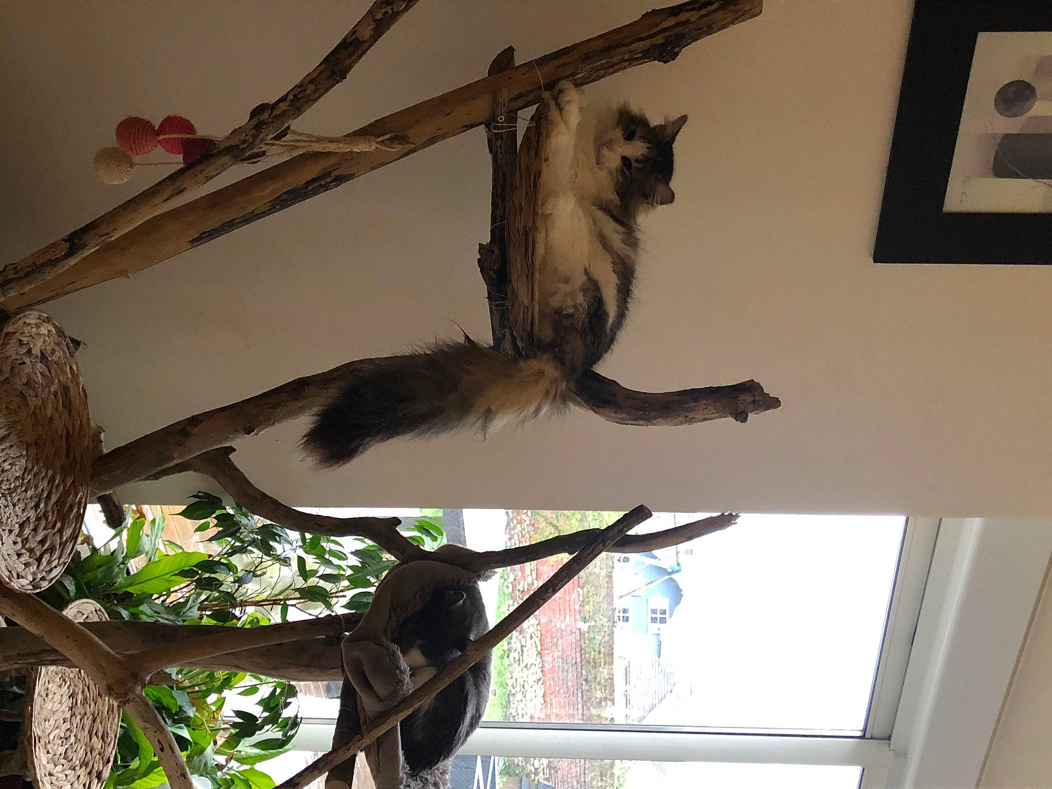 Banzaï participe au concours pour gagner de l'argent avec cette photo : art, bird, carnivore, felidae, fur, houseplant, natural_material, plant, plant_stem, room, shade, small_to_medium_sized_cats, tail, terrestrial_animal, tints_and_shades, tree, trunk, twig, window, wood