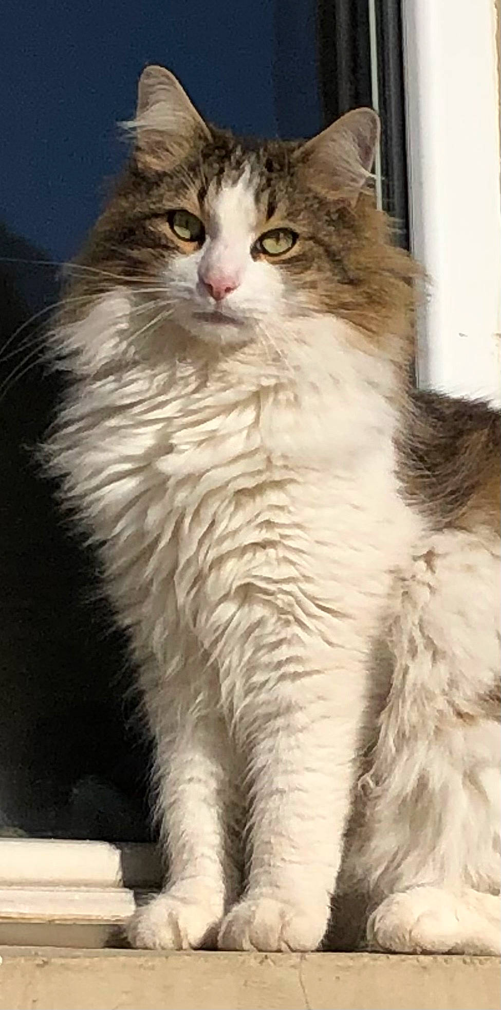 Banzaï a rejoint le concours — aidez-le/la à gagner de superbes lots ! carnivore, cat, event, felidae, fur, maine_coon, small_to_medium_sized_cats, snout, terrestrial_animal, whiskers, window