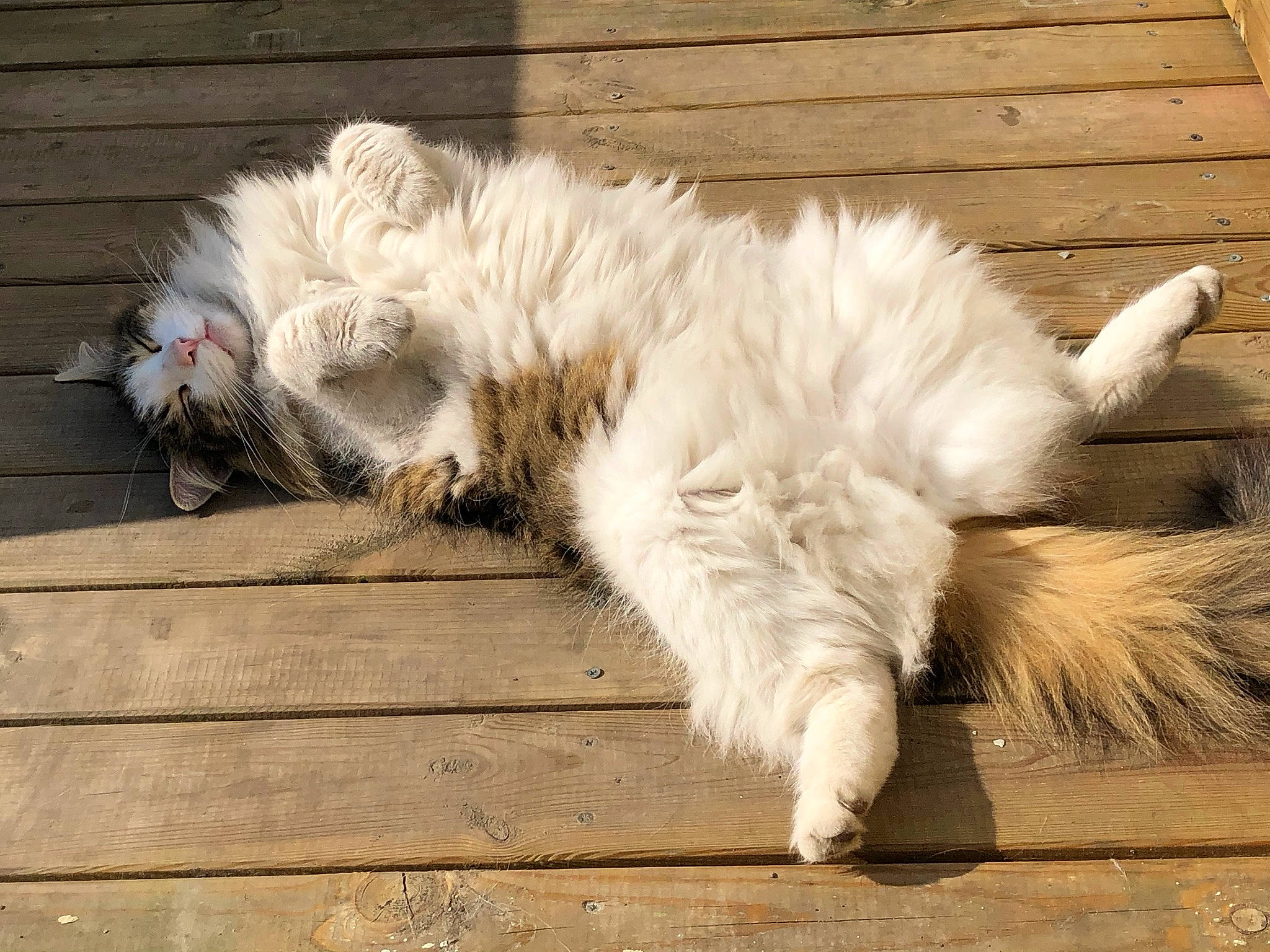 Banzaï participe au concours pour gagner de l'argent avec cette photo : carnivore, cat, claw, comfort, companion_dog, dog_breed, fawn, feather, felidae, flooring, foot, fur, natural_material, paw, small_to_medium_sized_cats, snout, sporting_group, tail, whiskers, wood