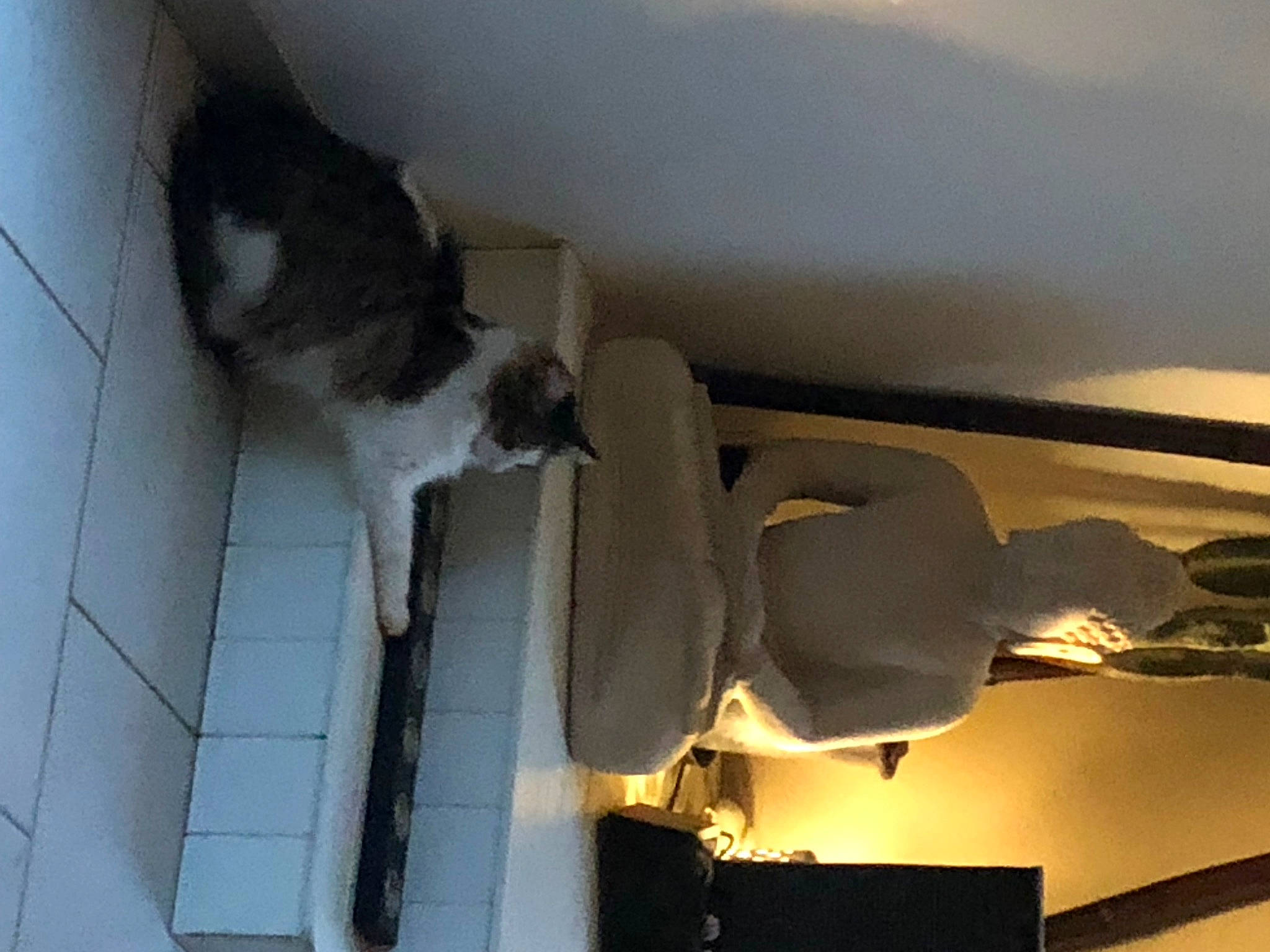 Banzaï participe au concours pour gagner de l'argent avec cette photo : cat, ceiling, domestic_short_haired_cat, felidae, flooring, fur, gas, hardwood, metal, pedestal, plaster, room, shade, shadow, small_to_medium_sized_cats, tail, tints_and_shades, whiskers, wood