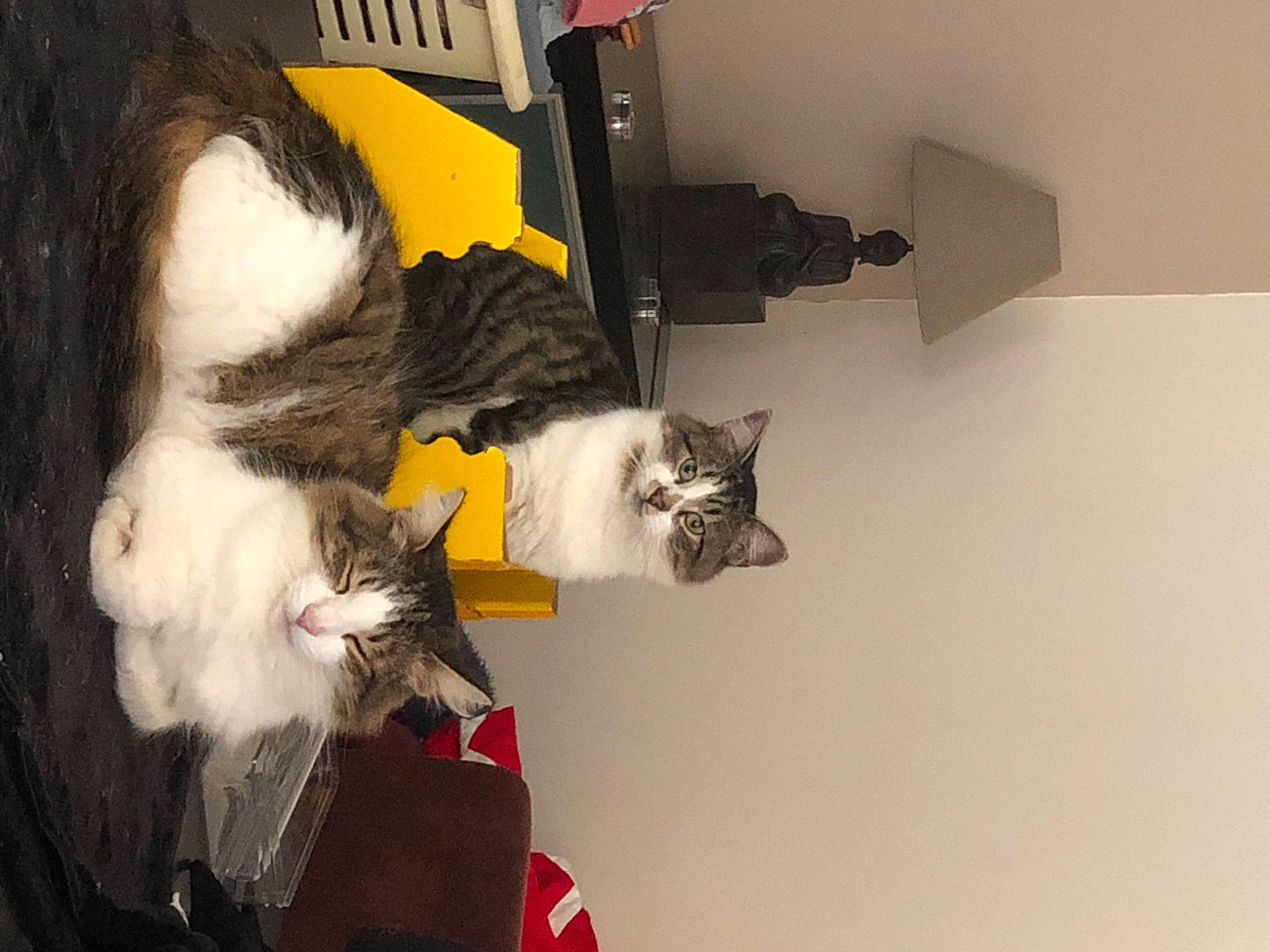 Banzaï a rejoint le concours — aidez-le/la à gagner de superbes lots ! carnivore, cat, domestic_short_haired_cat, felidae, flooring, fur, hardwood, paw, plant, room, small_to_medium_sized_cats, tail, whiskers, wood