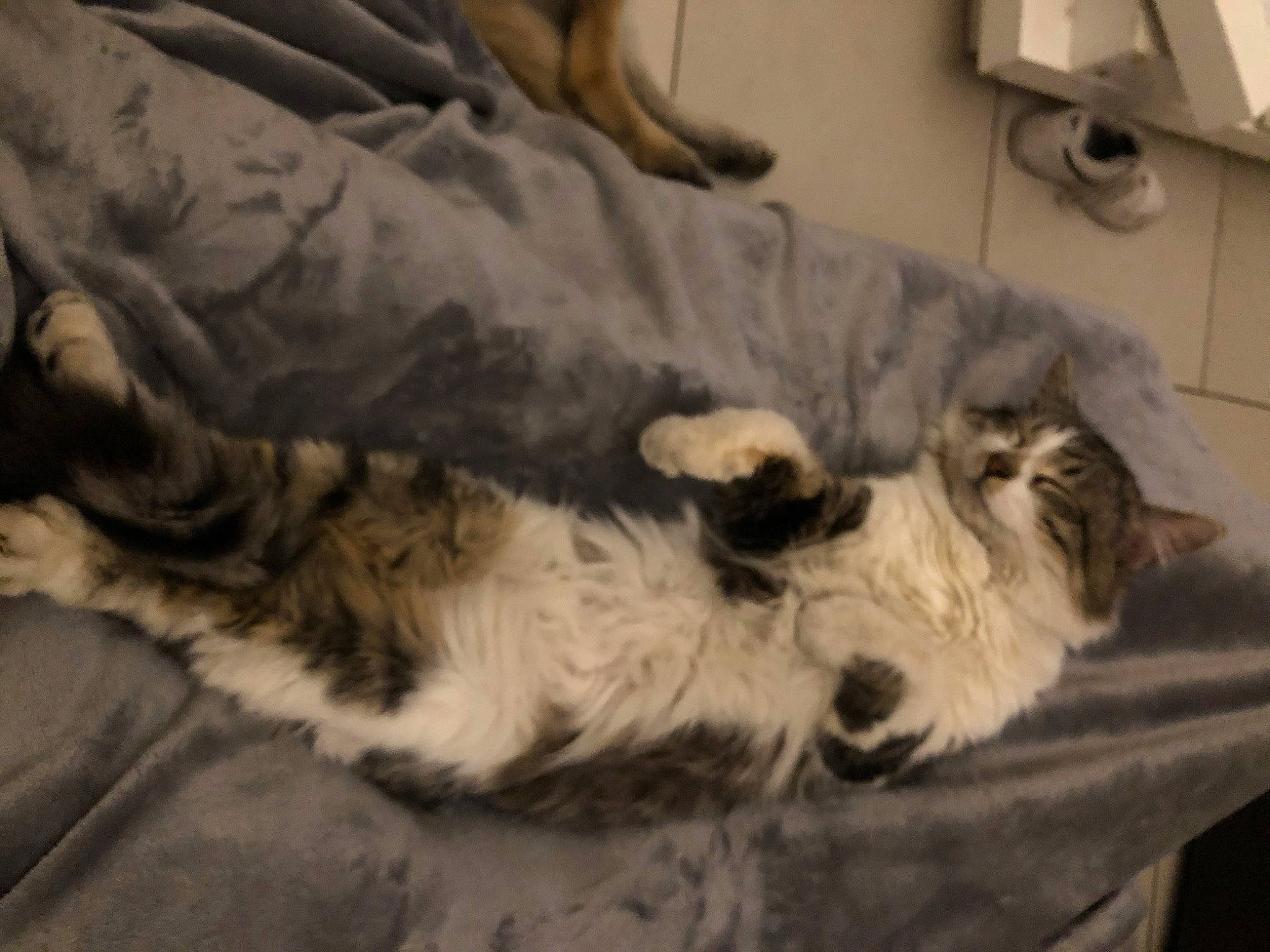 Ramsès participe au concours pour gagner de l'argent avec cette photo : bed, carnivore, cat, claw, comfort, dog_breed, domestic_short_haired_cat, felidae, fur, grey, linens, paw, room, small_to_medium_sized_cats, snout, sporting_group, tail, terrestrial_animal, whiskers, wood