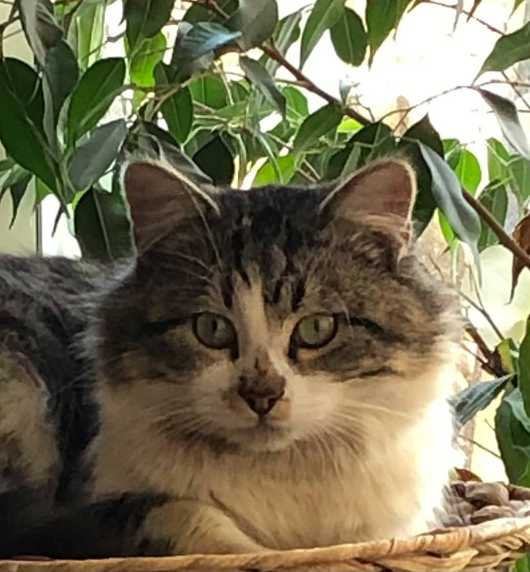 Ramsès a rejoint le concours — aidez-le/la à gagner de superbes lots ! carnivore, cat, domestic_short_haired_cat, eye, felidae, fur, grass, head, iris, photo_caption, plant, small_to_medium_sized_cats, snout, terrestrial_animal, tree, whiskers, wildlife, window