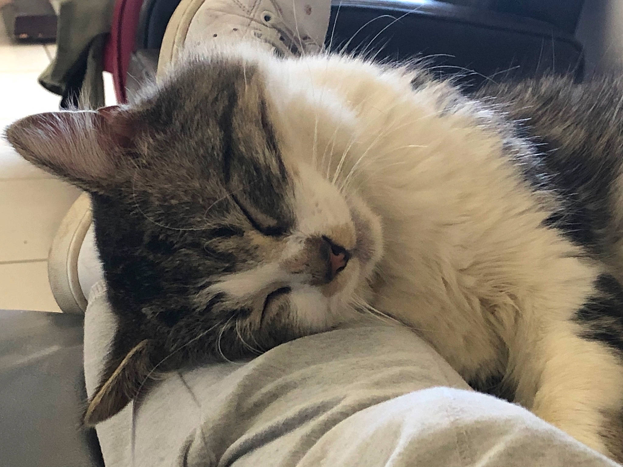 Ramsès a rejoint le concours — aidez-le/la à gagner de superbes lots ! carnivore, cat, cat_bed, claw, comfort, domestic_short_haired_cat, eye, felidae, fur, lap, nap, paw, sleep, small_to_medium_sized_cats, snout, tail, whiskers