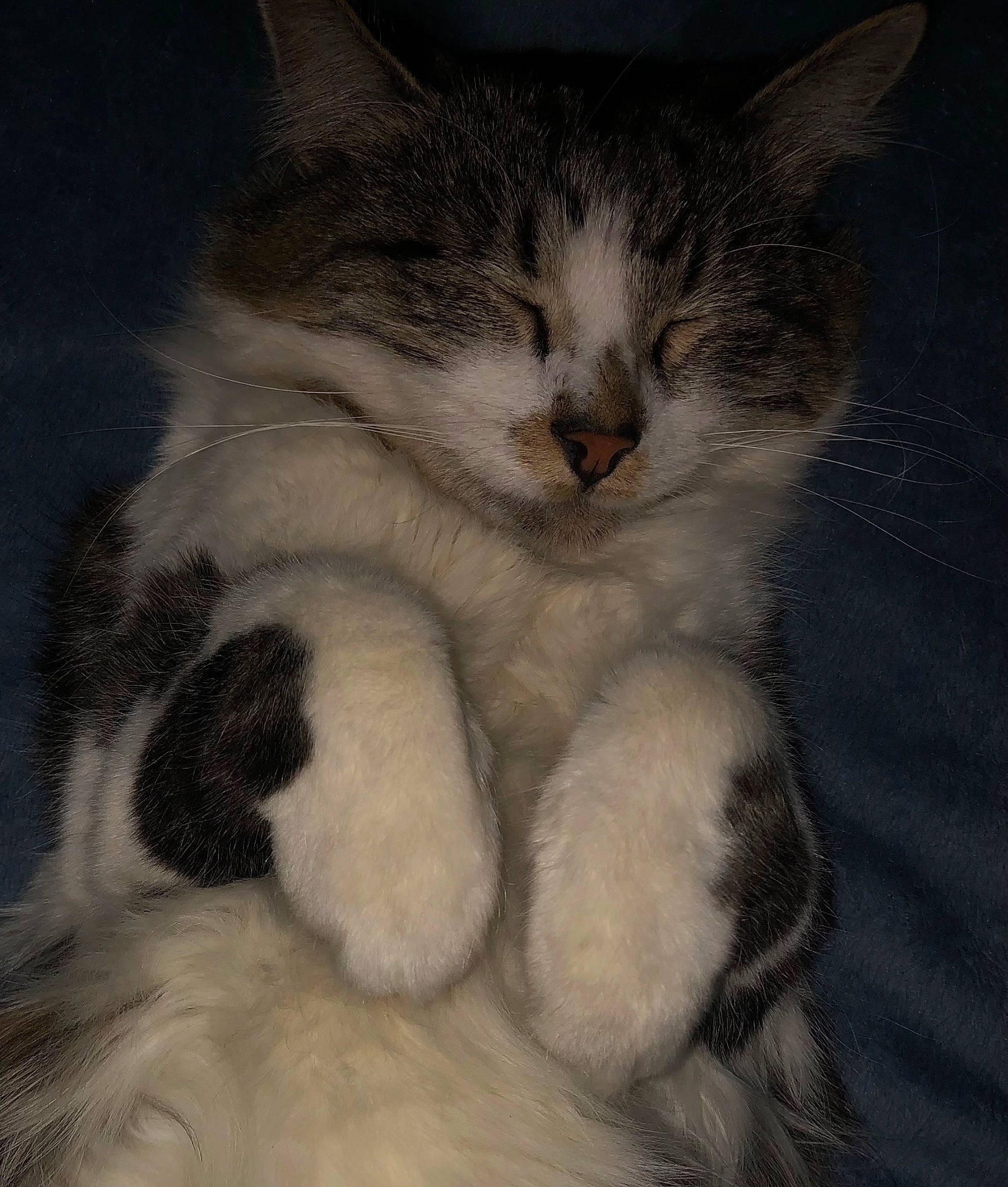 Ramsès a rejoint le concours — aidez-le/la à gagner de superbes lots ! carnivore, cat, claw, comfort, domestic_short_haired_cat, eye, felidae, fur, nap, paw, sleep, small_to_medium_sized_cats, snout, tail, whiskers