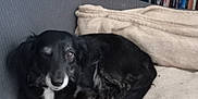Sahara a rejoint le concours — aidez-le/la à gagner de superbes lots ! dog, black_dog, blanket, couch, indoor, pet, relaxed, sleepy, furniture, shelf, dvds, speaker, home, cozy, resting, animal, fur, companion, curled_up, living_room
