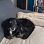 dog, black_dog, blanket, couch, indoor, pet, relaxed, sleepy, furniture, shelf, dvds, speaker, home, cozy, resting, animal, fur, companion, curled_up, living_room