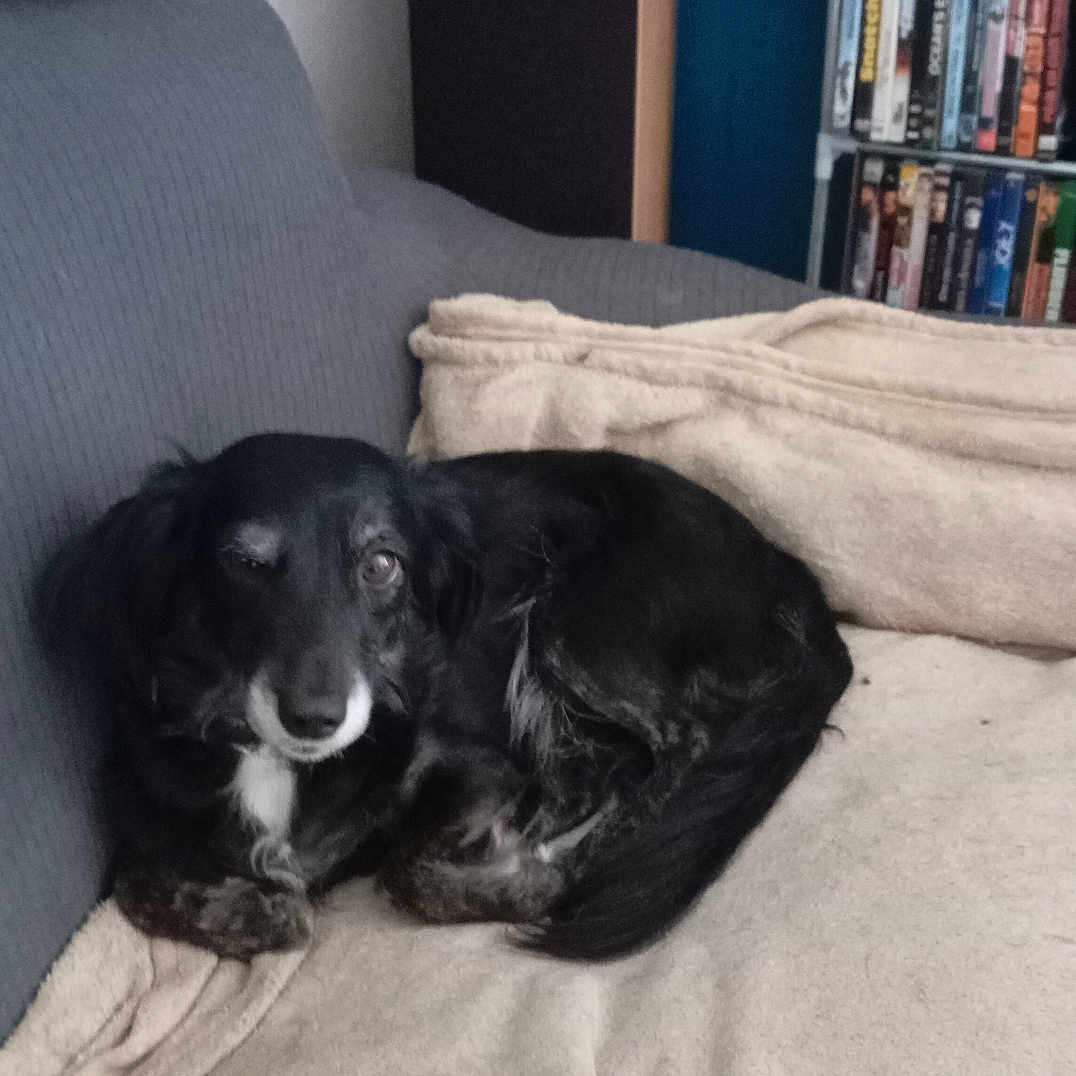 Sahara a rejoint le concours — aidez-le/la à gagner de superbes lots ! animal, black_dog, blanket, companion, couch, cozy, curled_up, dog, dvds, fur, furniture, home, indoor, living_room, pet, relaxed, resting, shelf, sleepy, speaker