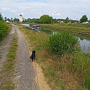 Sahara a rejoint le concours — aidez-le/la à gagner de superbes lots ! dog, leash, path, canal, water, barge, grass, bush, trees, sky, clouds, rural, nature, outdoor, vehicle, house, greenery, walking, country, daytime