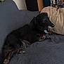 Sahara participe au concours pour gagner de l'argent avec cette photo : dog, black_dog, couch, blanket, indoor, pet, relaxing, furniture, dvd_case, shelf, cozy, animal, fur, laying_down, side_view, domestic, home, resting, long_hair, brown_eyes