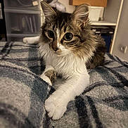 Isis participe au concours pour gagner de l'argent avec cette photo : cat, fluffy, tabby, white_paws, plaid_blanket, indoor, pet, feline, curious_eyes, cozy, resting, soft_lighting, furniture, shelf, storage_box, closeup, animal, cute, whiskers, relaxed