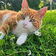 Tintin participe au concours pour gagner de l'argent avec cette photo : cat, ginger_cat, white_cat, grass, flowers, daisies, clover, outdoor, sunlight, bokeh, nature, animal, pet, relaxed, close_up, greenery, meadow, portrait, feline, daylight
