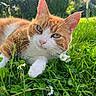 animal, bokeh, cat, close_up, clover, daisies, daylight, feline, flowers, ginger_cat, grass, greenery, meadow, nature, outdoor, pet, portrait, relaxed, sunlight, white_cat