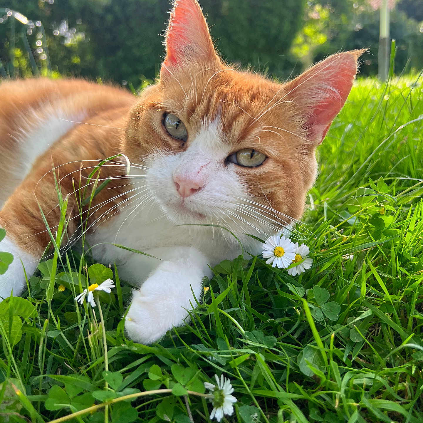 Tintin participe au concours pour gagner de l'argent avec cette photo : cat, ginger_cat, white_cat, grass, flowers, daisies, clover, outdoor, sunlight, bokeh, nature, animal, pet, relaxed, close_up, greenery, meadow, portrait, feline, daylight