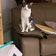 Tamaris participe au concours pour gagner de l'argent avec cette photo : armrest, cat, couch, cozy, curious, domestic, feline, furniture, head_tilt, household, indoor, leather, looking, pet, pillow, relaxed, sitting, staircase, tabby, white