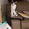 armrest, cat, couch, cozy, curious, domestic, feline, furniture, head_tilt, household, indoor, leather, looking, pet, pillow, relaxed, sitting, staircase, tabby, white