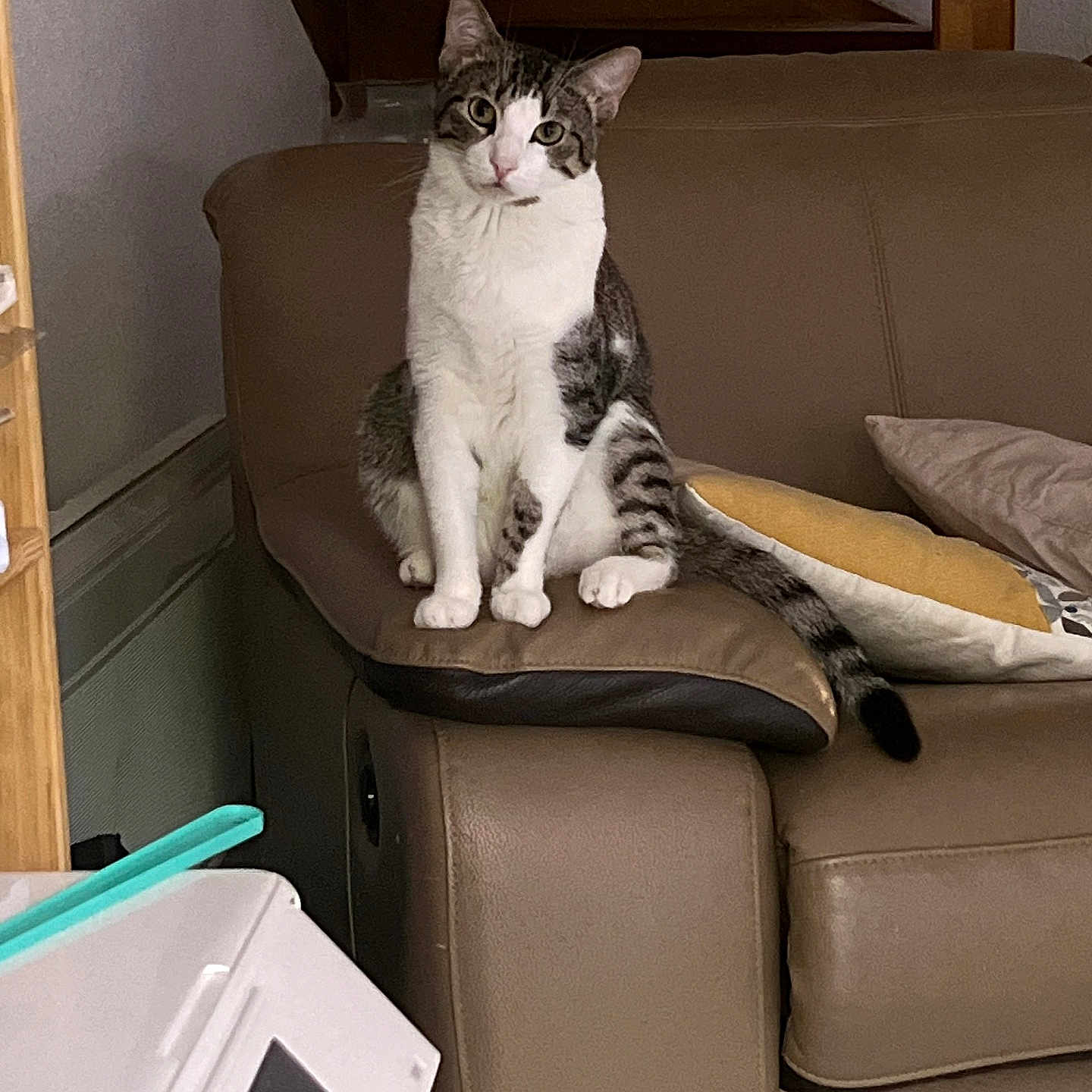 Tamaris participe au concours pour gagner de l'argent avec cette photo : armrest, cat, couch, cozy, curious, domestic, feline, furniture, head_tilt, household, indoor, leather, looking, pet, pillow, relaxed, sitting, staircase, tabby, white