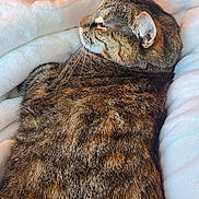 Snickers is registered to the contest to win money with this photo: cat, tabby, pet, animal, sleeping, relaxed, cozy, blanket, bedding, indoors, close_up, fur, whiskers, ears, collar, curled_up, resting, warm, brown, white