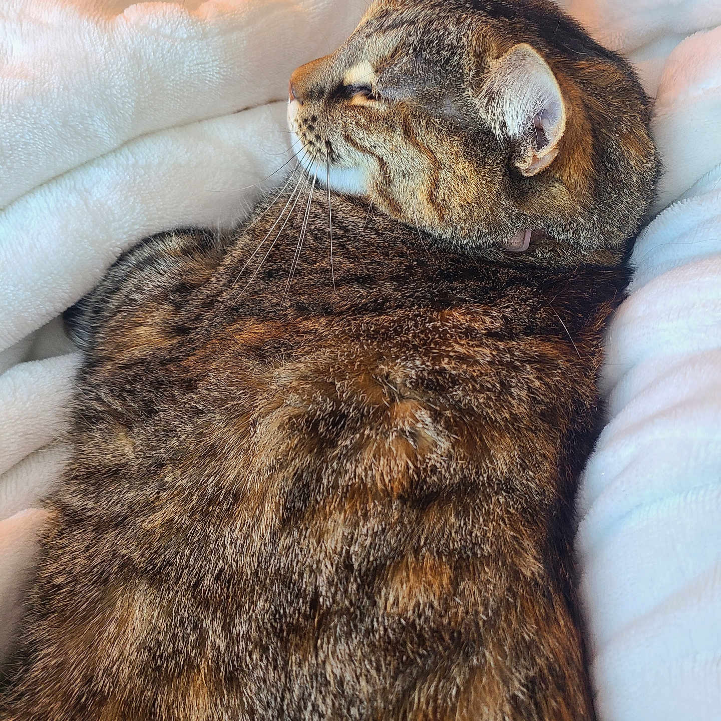 Snickers