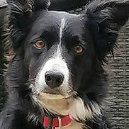 Paddle a rejoint le concours — aidez-le/la à gagner de superbes lots ! dog, black_and_white, collar, pet, outdoor, wicker_furniture, ears, fur, animal, face, nose, alert, sitting, brown_eyes, closeup, canine, furry, background, garden, companion