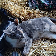 Tilly joined the competition — help win amazing prizes! cat, straw, boots, rain_boots, animal, pet, gray_cat, striped_cat, lying_down, resting, fur, whiskers, outdoor, farm, hay, colorful, pattern, black_boots, relaxed, domestic_animal