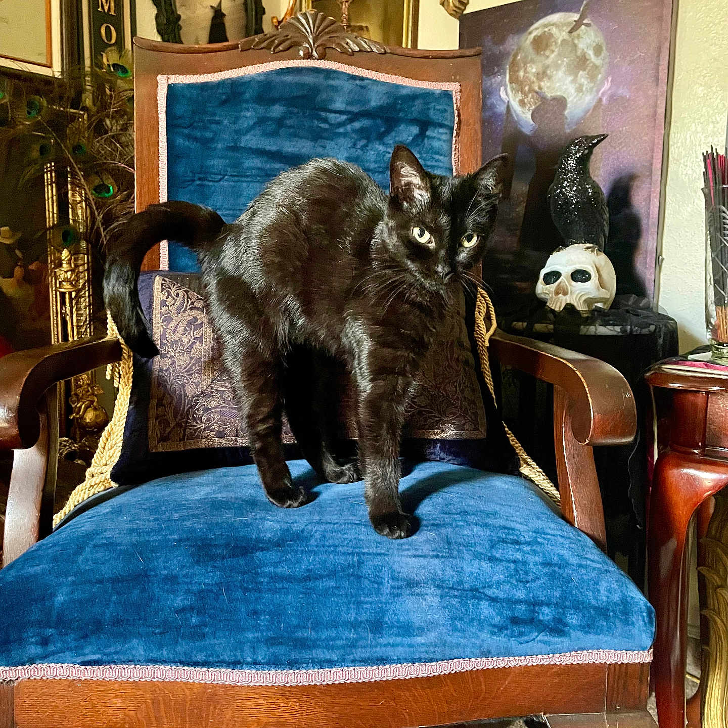 Luna joined the competition — help win amazing prizes! animal, architecture, armchair, art, bird, blackcat, building, cat, chair, couch, cushion, furniture, homedecor, indoors, interiordesign, livingroom, painting, pet, room, throne