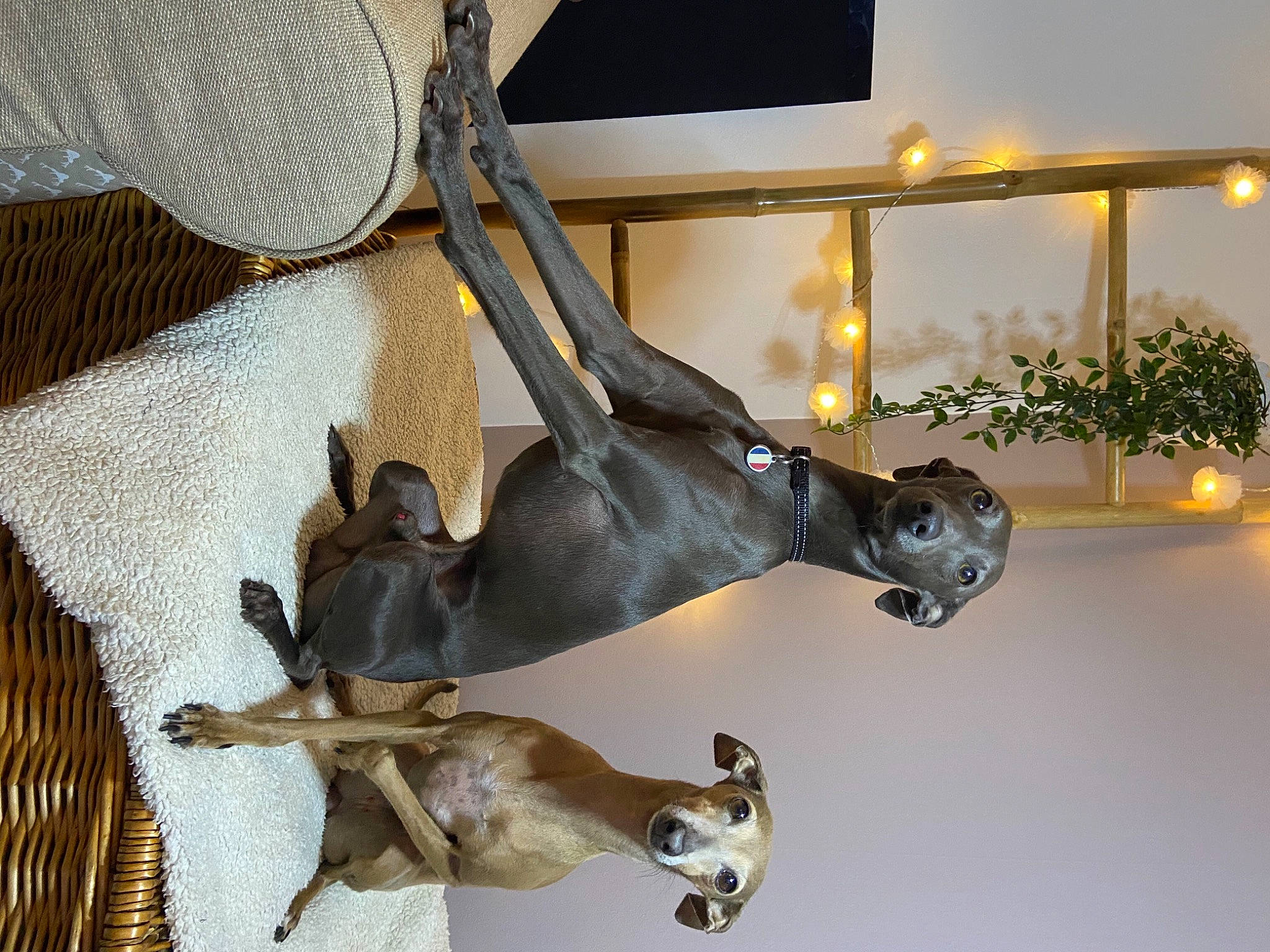Jad Ore a rejoint le concours — aidez-le/la à gagner de superbes lots ! canidae, fawn, italian_greyhound