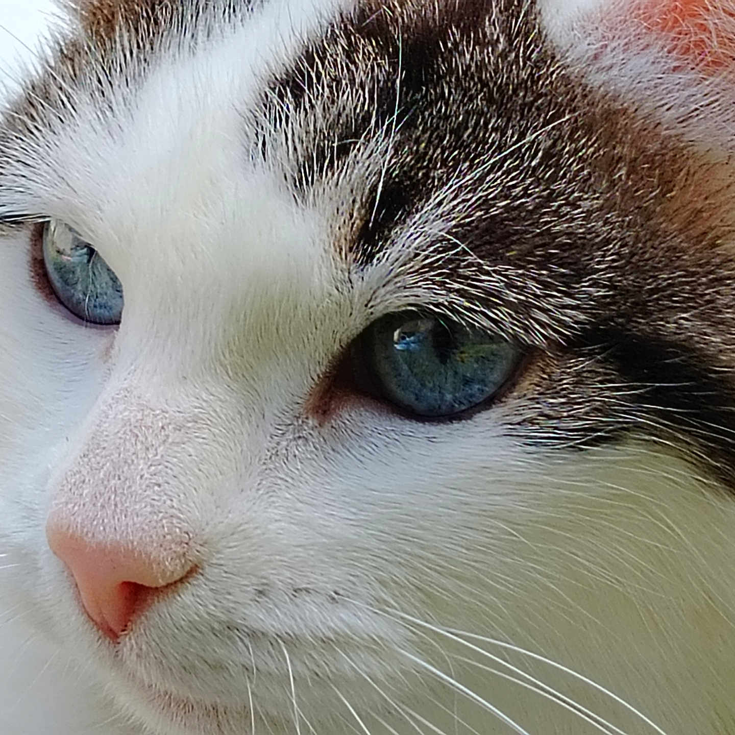 Nougatine a rejoint le concours — aidez-le/la à gagner de superbes lots ! animal, blue_eyes, brown_fur, cat, close_up, curious, detailed, face, fur, macro, mammal, nature, outdoor, pet, pink_nose, portrait, serene, whiskers, white_fur