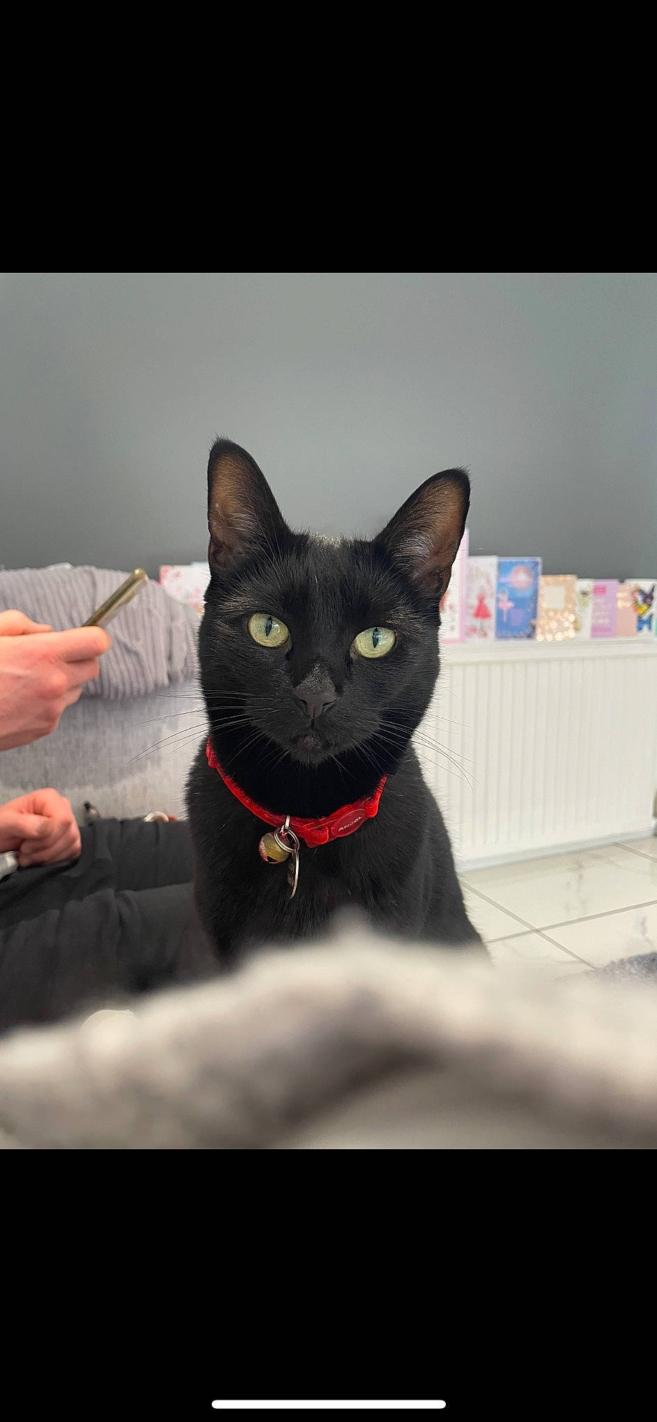 Dusty is registered to the contest to win money with this photo: black_cat, bombay, box, carnivore, carton, cat, collar, comfort, domestic_short_haired_cat, eye, felidae, fur, head, pet_supply, shipping_box, sitting, small_to_medium_sized_cats, snout, tail, whiskers