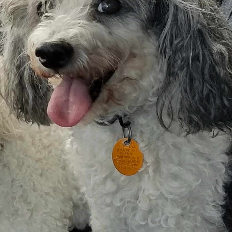 Heidi
