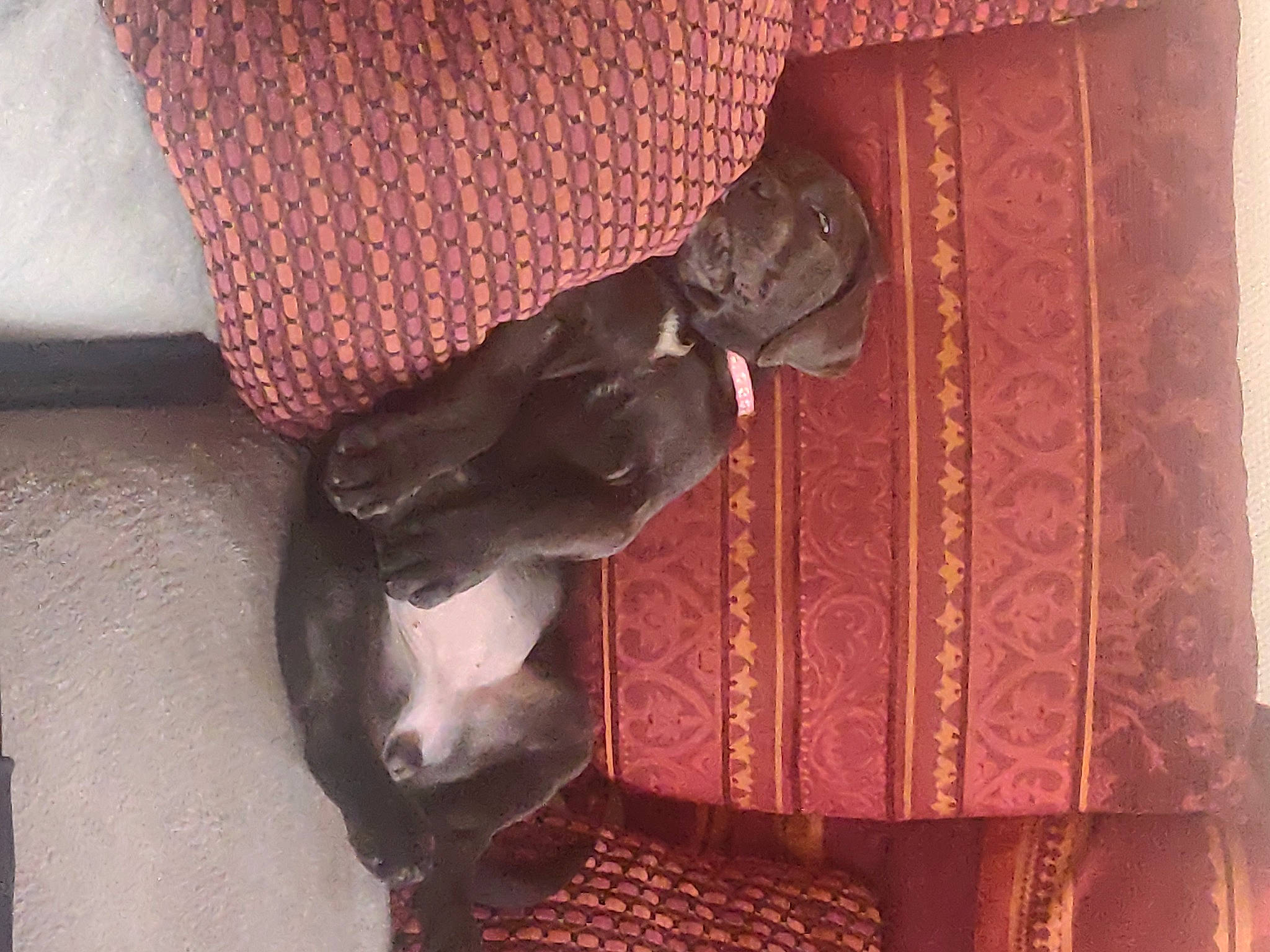 Uzzy a rejoint le concours — aidez-le/la à gagner de superbes lots ! artifact, brown, collar, companion_dog, fashion_accessory, flooring, formal_wear, hardwood, leather, magenta, metal, pattern, room, sleeve, tail, textile, tints_and_shades, visual_arts, wood