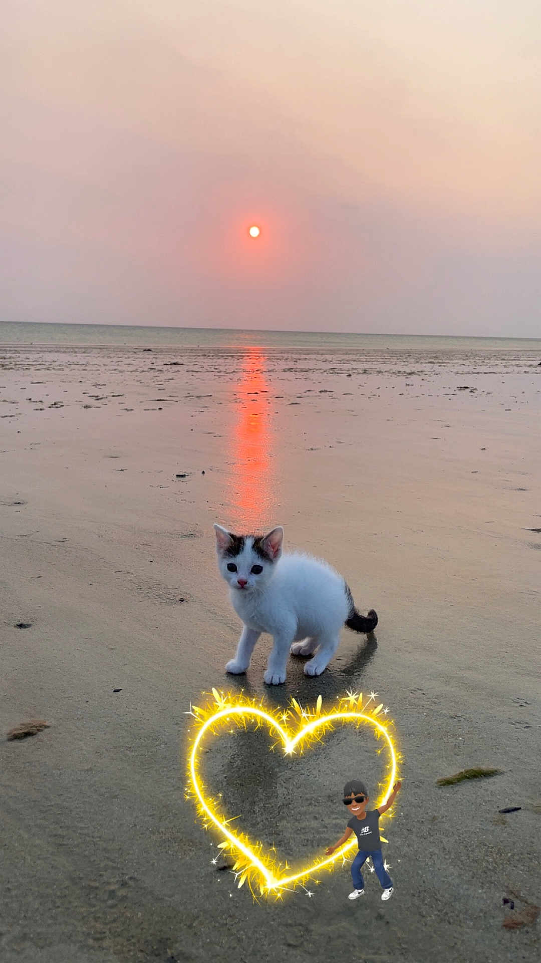 Chipie participe au concours pour gagner de l'argent avec cette photo : kitten, beach, sunset, sand, water, reflection, sky, animal, cute, outdoor, nature, sun, horizon, small_cat, digital_art, sparkles, avatar, playful, evening, calm