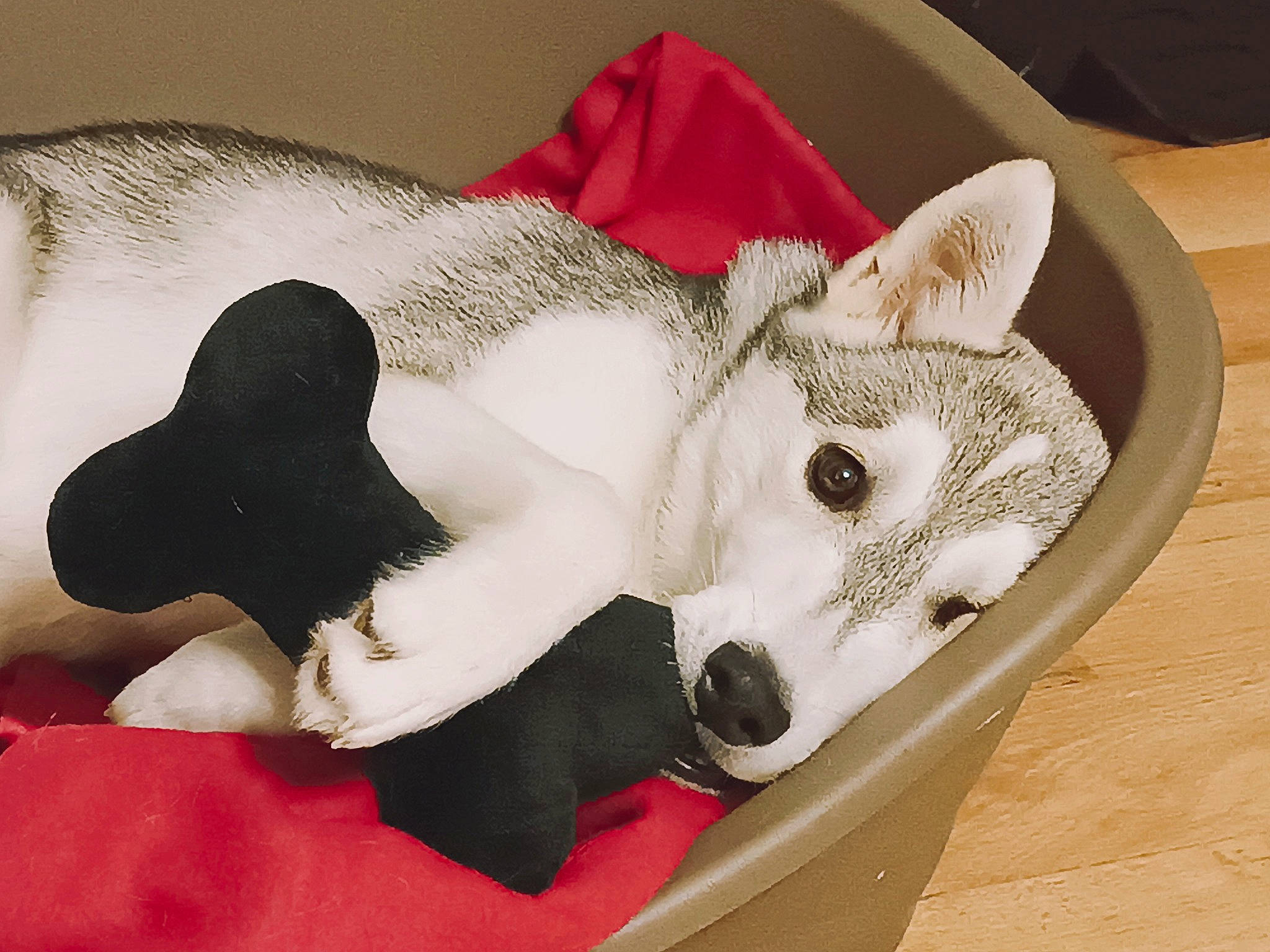 Nymeria participe au concours pour gagner de l'argent avec cette photo : canidae, carmine, carnivore, comfort, companion_dog, dog, dog_bed, dog_breed, fawn, felidae, fur, paw, small_to_medium_sized_cats, snout, sporting_group, stuffed_toy, tail, terrestrial_animal, whiskers, working_animal