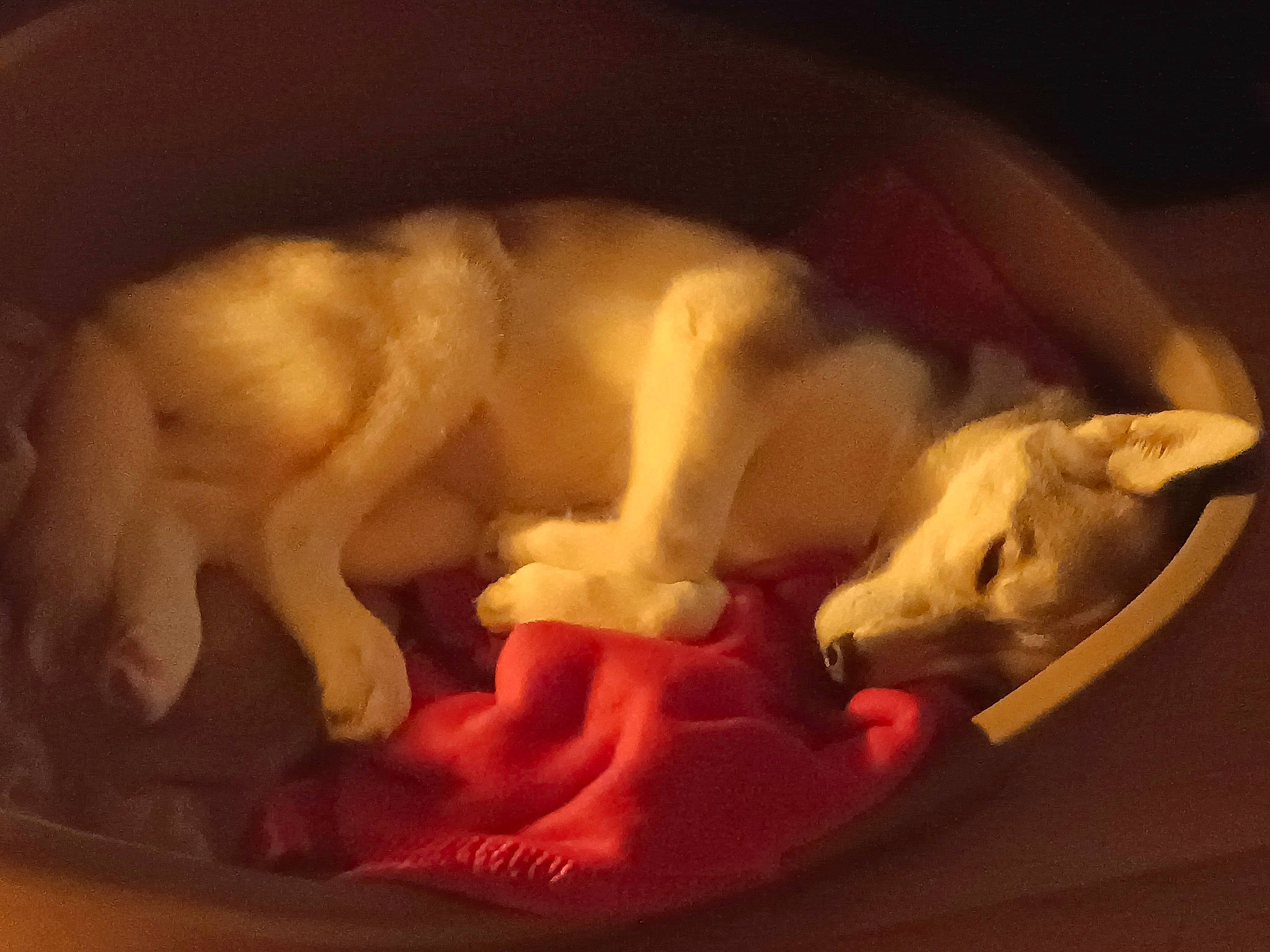 Nymeria a rejoint le concours — aidez-le/la à gagner de superbes lots ! carnivore, cat_supply, cloud, comfort, companion_dog, dog, dog_bed, dog_breed, dog_supply, dog_toy, felidae, fur, nap, paw, pet_supply, puppy_love, small_to_medium_sized_cats, tail, toy_dog, whiskers