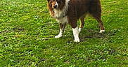 Falco a rejoint le concours — aidez-le/la à gagner de superbes lots ! alert, animal, backyard, brown_dog, curled_tail, daylight, dog, fluffy, grass, lawn, long_hair, outdoor, pasture, pet, portrait, rustic, standing, tail, white markings, wooden_fence