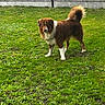 alert, animal, backyard, brown_dog, curled_tail, daylight, dog, fluffy, grass, lawn, long_hair, outdoor, pasture, pet, portrait, rustic, standing, tail, white markings, wooden_fence
