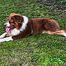 animal, brown_and_white, canine, daylight, dog, floppy_ears, garden, grass, harness, lawn, long_hair, lying_down, outdoor, park, pet, portrait, relaxed, tongue_out, white_chest, white_paws