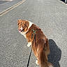 brown_eyes, canine, dog, fluffy_tail, happy, harness, leash, long_hair, looking_back, open_mouth, outdoor, parked_car, red_and_white_fur, road, shadow, standing, street, suburban, sunlight, walking
