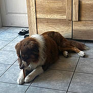 Falco a rejoint le concours — aidez-le/la à gagner de superbes lots ! brown_and_white, cabinet, chewing, dog, doorway, fluffy, focused, home, indoors, large_dog, long_fur, lying_down, paws, pet, portrait, relaxed, saint_bernard, sandals, tile_floor, wooden_stick