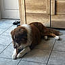 brown_and_white, cabinet, chewing, dog, doorway, fluffy, focused, home, indoors, large_dog, long_fur, lying_down, paws, pet, portrait, relaxed, saint_bernard, sandals, tile_floor, wooden_stick