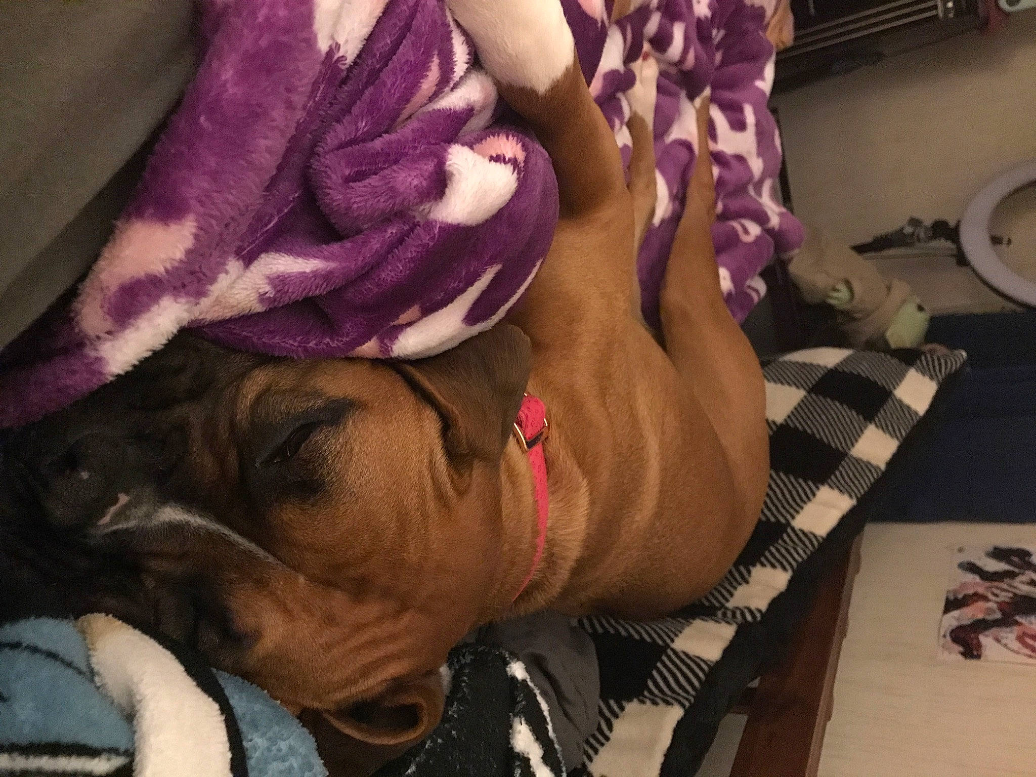 Freyja is registered to the contest to win money with this photo: carnivore, comfort, companion_dog, dog, dog_breed, eyewear, fashion_accessory, fawn, flesh, fur, linens, magenta, pattern, purple, room, selfie, toy_dog, violet, working_animal, wrinkle