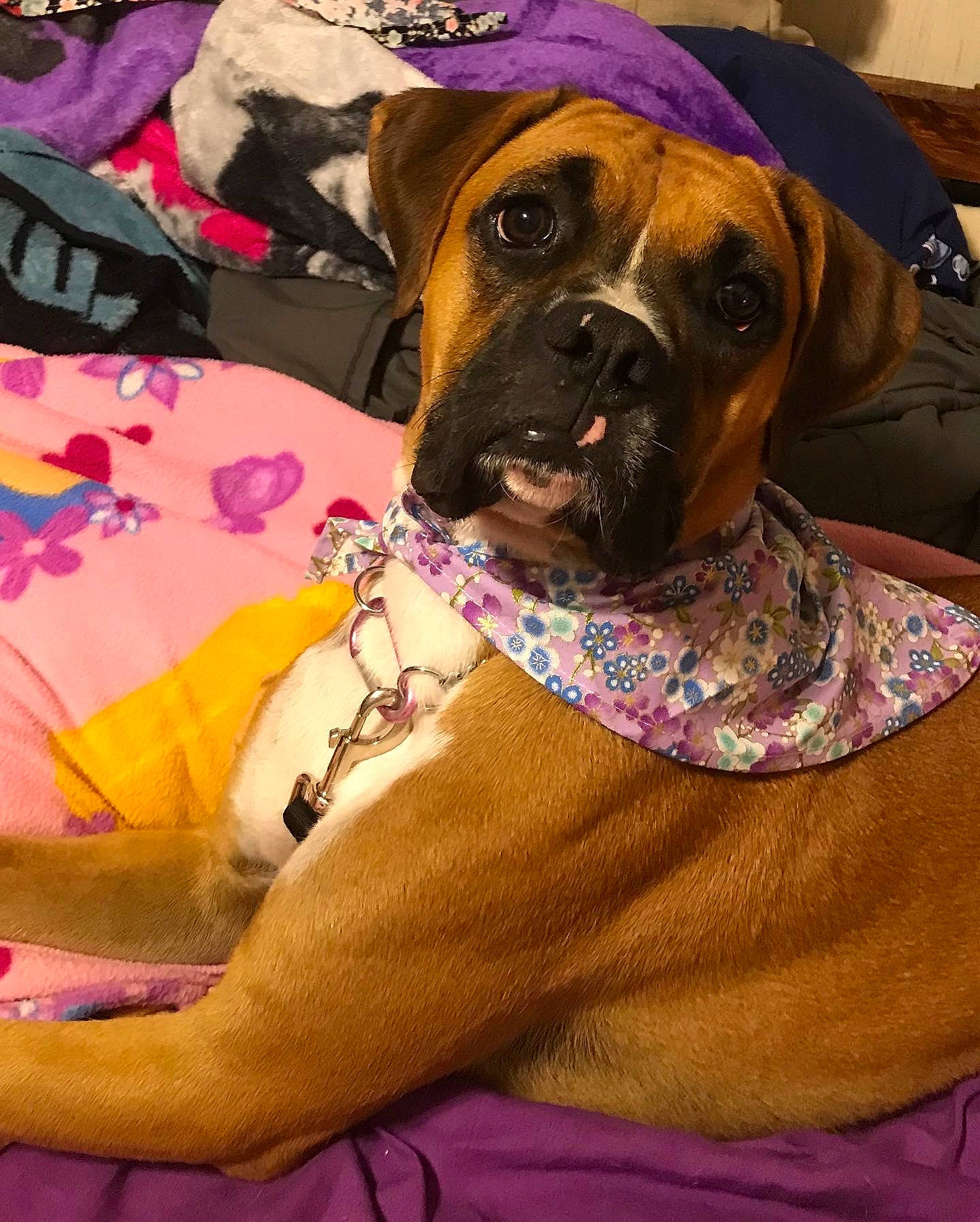 Freyja joined the competition — help win amazing prizes! carnivore, collar, companion_dog, dog, dog_breed, dog_collar, dog_supply, fawn, linens, liver, magenta, pattern, pet_supply, purple, working_animal, working_dog