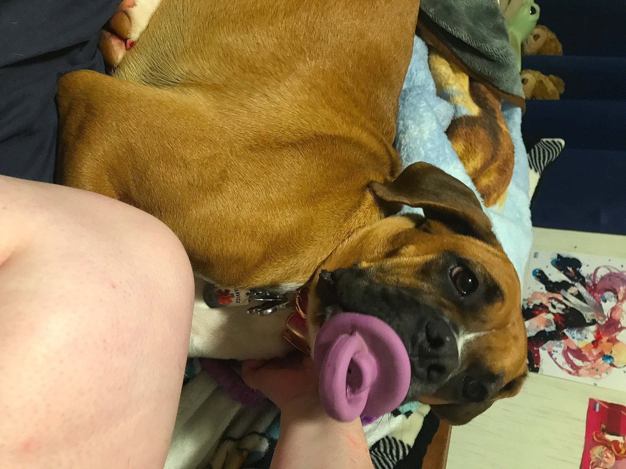 Freyja joined the competition — help win amazing prizes! canidae, carnivore, collar, comfort, companion_dog, dog, dog_breed, dog_collar, eyewear, fawn, fur, guard_dog, non_sporting_group, paw, selfie, snout, sporting_group, whiskers, working_animal, wrinkle